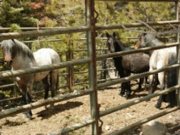 Horses from El Rito Roundup 